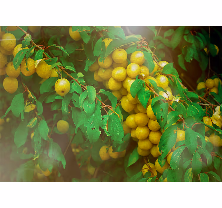 Tapisserie fleur verdoyante et fruitée - TenStickers