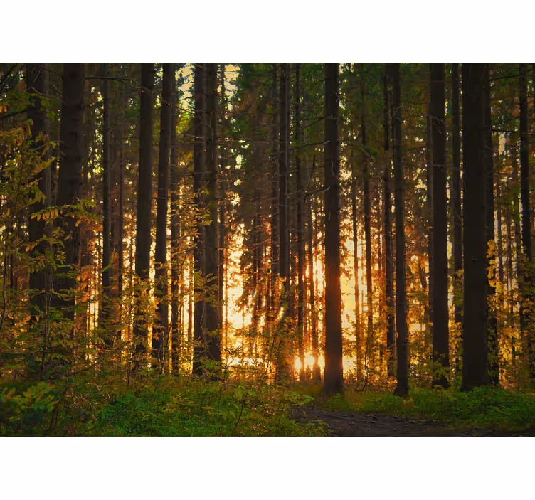 Papier peint forêt silhouettes d'arbres au coucher de soleil - TenStickers