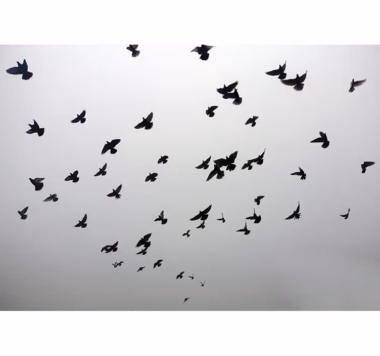 Tapisserie animaux oiseaux noirs en vol - TenStickers