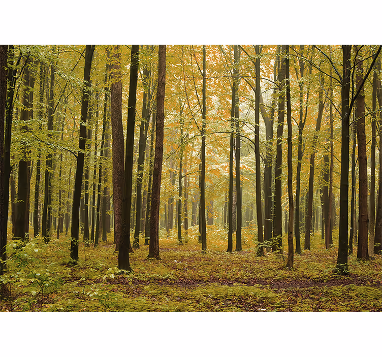Tapisserie forêt paysage forestier d'automne - TenStickers
