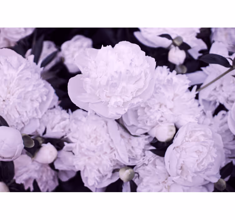 Tapisserie fleur pivoines lavande en fleurs - TenStickers