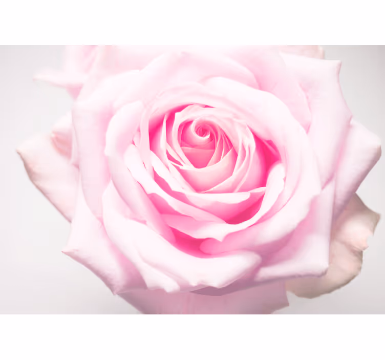 Tapisserie coquelicots rose poudrée douce - TenStickers