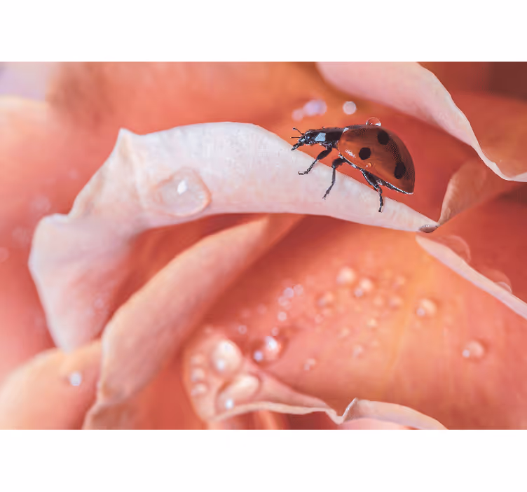 Tapisserie fleur coccinelle sur pétale - TenStickers