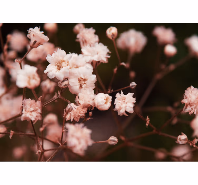 Tapisserie fleur fleurs en pleine éclosion - TenStickers