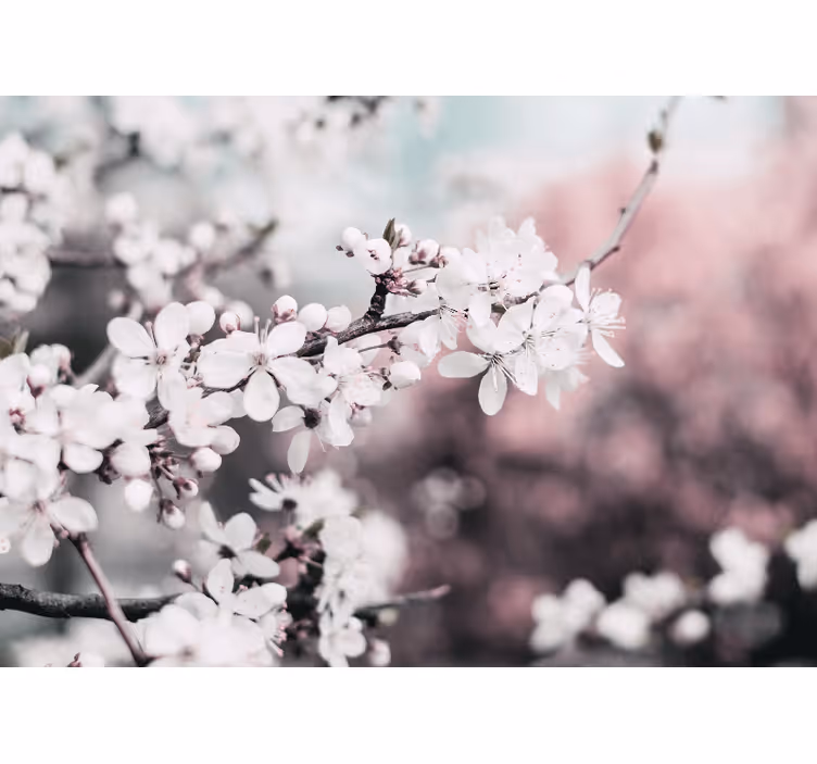 Tapisserie fleur branche de fleurs de sakura - TenStickers