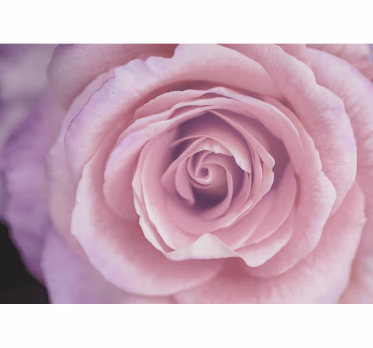 Tapisserie fleur rose poudrée en Éclosion - TenStickers