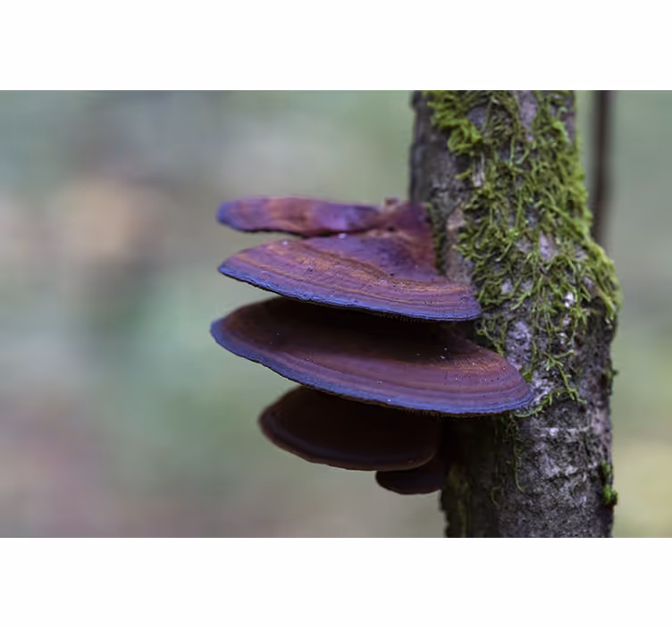 Tapisserie nature détail de croissance des champignons - TenStickers