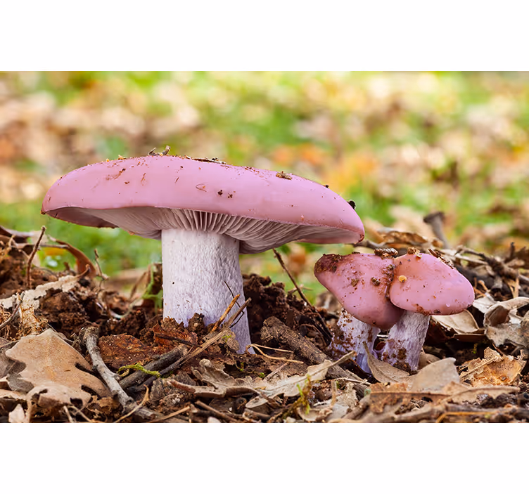 Tapisserie autres fleurs champignon rose en bouquet - TenStickers