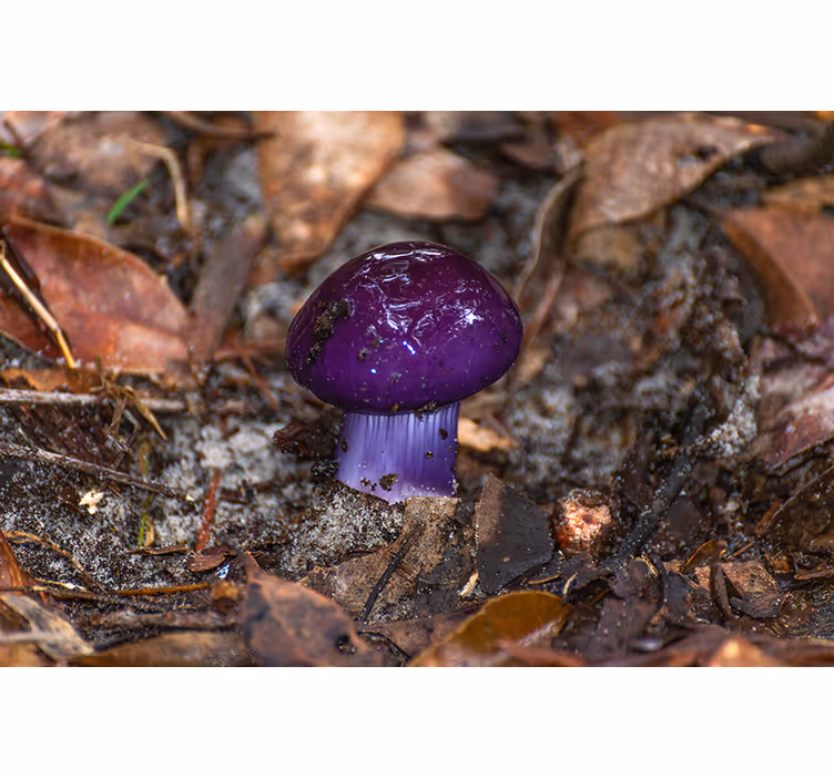 Tapisserie autres fleurs pousse de champignon violet - TenStickers