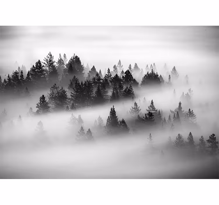 Papier peint forêt bois de conifères brumeux - TenStickers