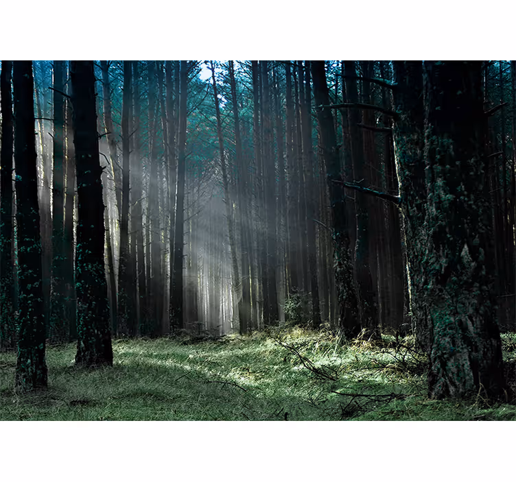 Papier peint forêt chemin radieux en forêt - TenStickers