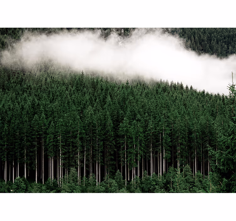 Papier peint nature paysage forestier majestueux - TenStickers