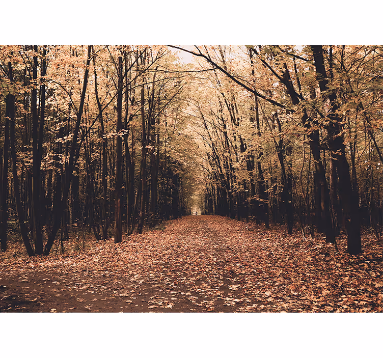 Tapisserie forêt vue du chemin d'automne - TenStickers