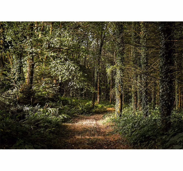 Papier peint forêt sentier luxuriant - TenStickers