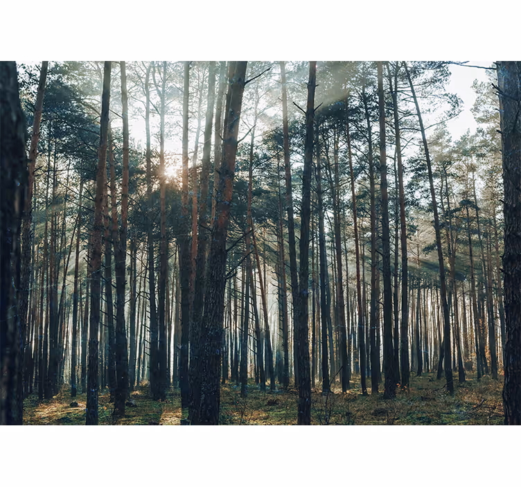 Tapisserie forêt bosquet de pins serein - TenStickers