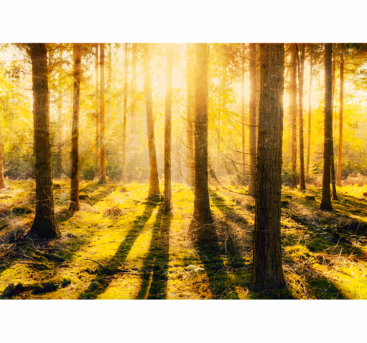 Tapisserie nature paysage forestier ensoleillé - TenStickers