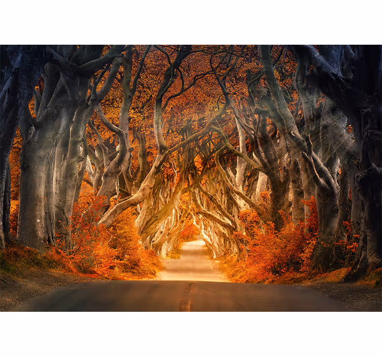 Tapisserie forêt chemin enchanté en forêt - TenStickers