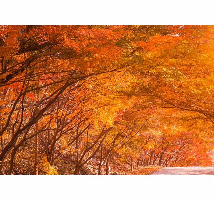 Tapisserie forêt chemin d'automne - TenStickers