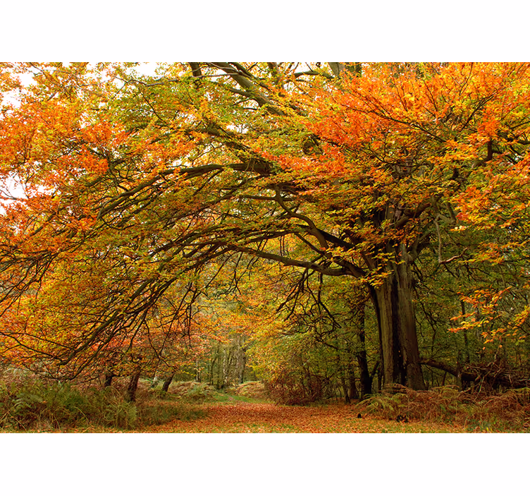 Papier peint forêt vue sur la forêt d'automne - TenStickers