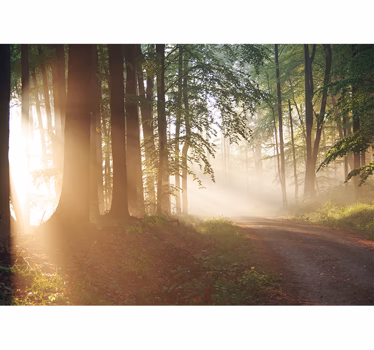 Papier peint nature rayons sereins de la forêt - TenStickers