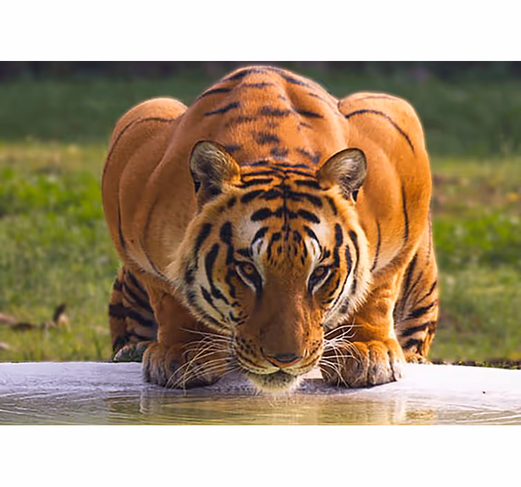 Tapisserie animaux pose de tigre majestueux - TenStickers