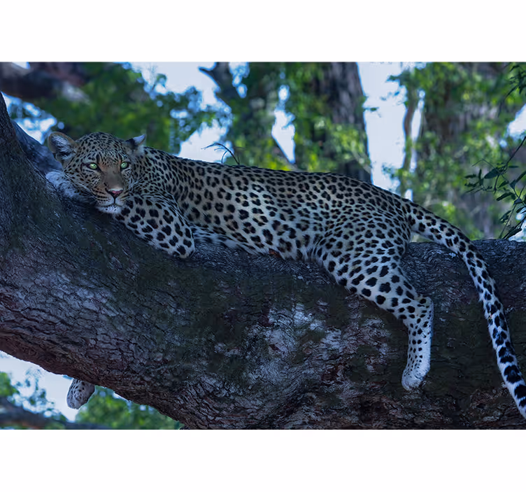 Tapisserie animaux léopard se reposant confortablement - TenStickers