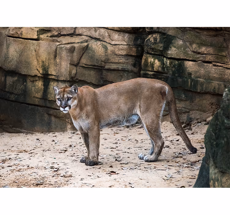 Tapisserie animaux cougar dans son habitat - TenStickers