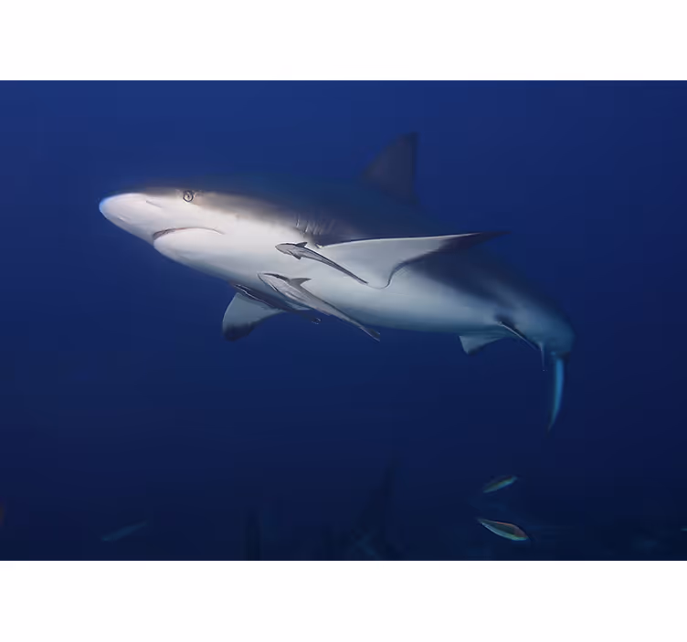 Tapisserie animaux nage majestueuse du requin - TenStickers