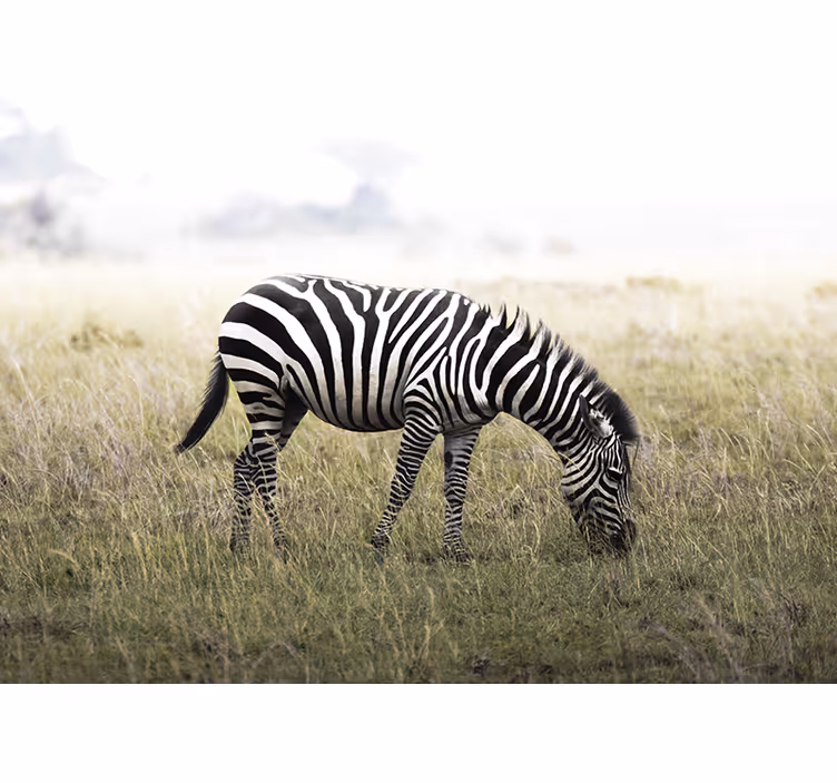 Tapisserie animaux zèbre paissant sereinement - TenStickers