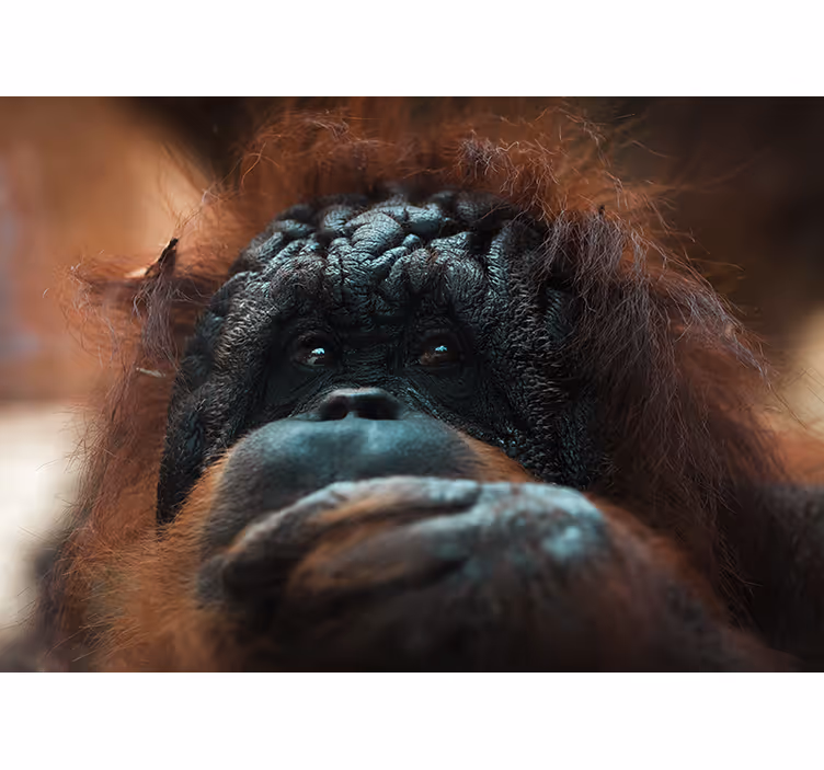 Tapisserie animaux regard pensif de l'orang-outan - TenStickers