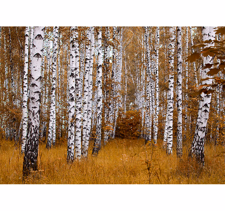 Tapisserie murale forêt de bouleaux - TenStickers