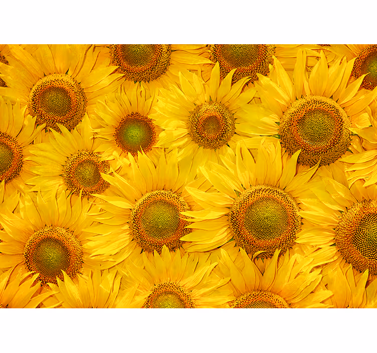 Tapisserie murale salon tournesols - TenStickers