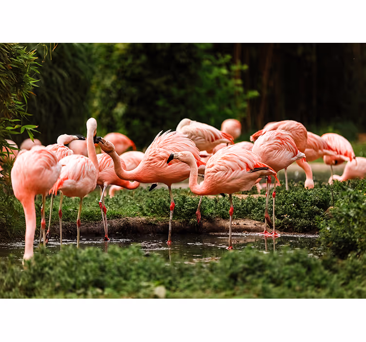 Tapisserie animaux rassemblement de flamants roses - TenStickers