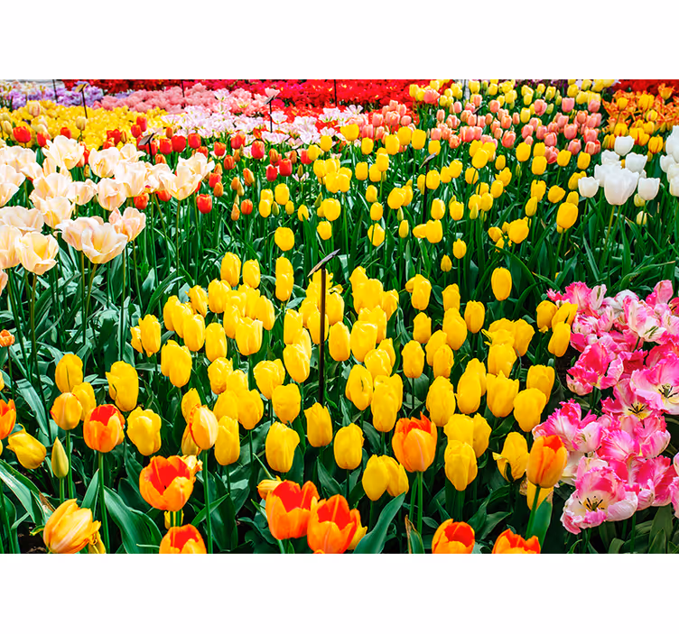 Tapisserie fleur vue sur un champ de tulipes - TenStickers