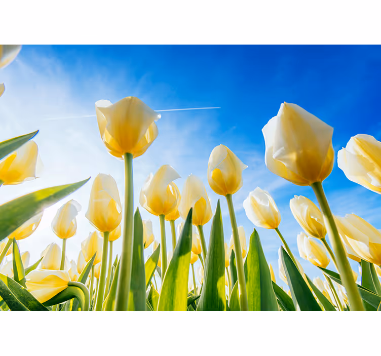 Tapisserie murale fleurs tulipes champ ensoleillé - TenStickers