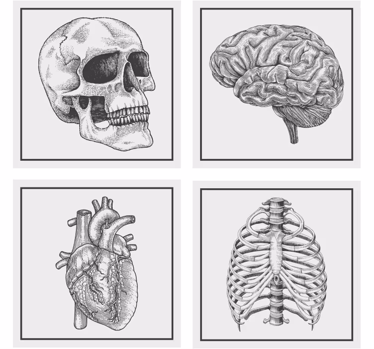 Dessous de verre geek crâne anatomique cerveau coeur - TenStickers
