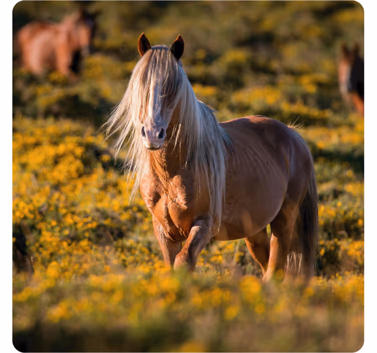 Dessous de verre moderne cheval majestueux dans un champ - TenStickers
