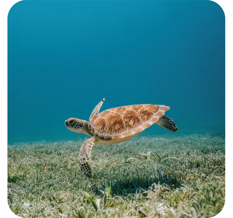 Dessous de verre moderne tortue de mer nageant - TenStickers
