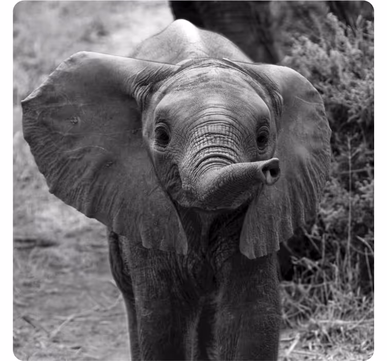 Dessous de verre vintage éléphant bébé adorable - TenStickers