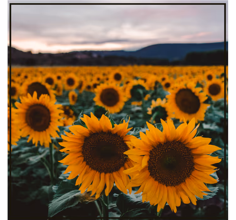 Dessous de verre personnalisable champ de tournesols - TenStickers