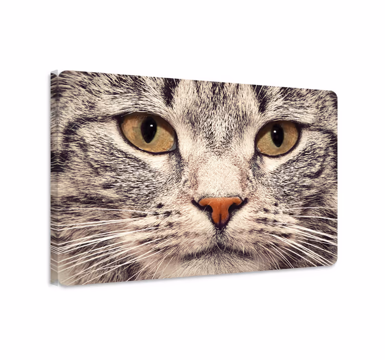 Tableau chat autocollant ordinateur portable chat - TenStickers