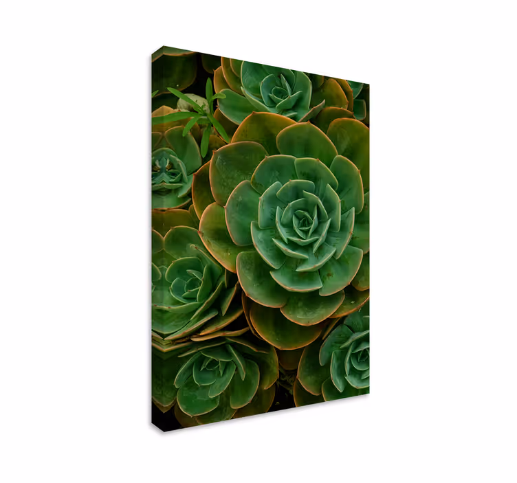 Tableau fleurs et plantes gros plan d'une plante succulente - TenStickers