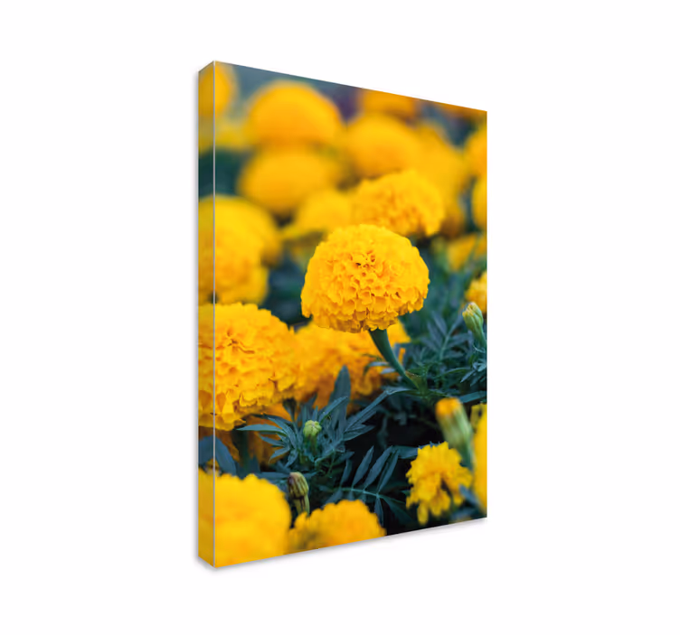 Tableau fleurs fleurs de souci jaunes - TenStickers