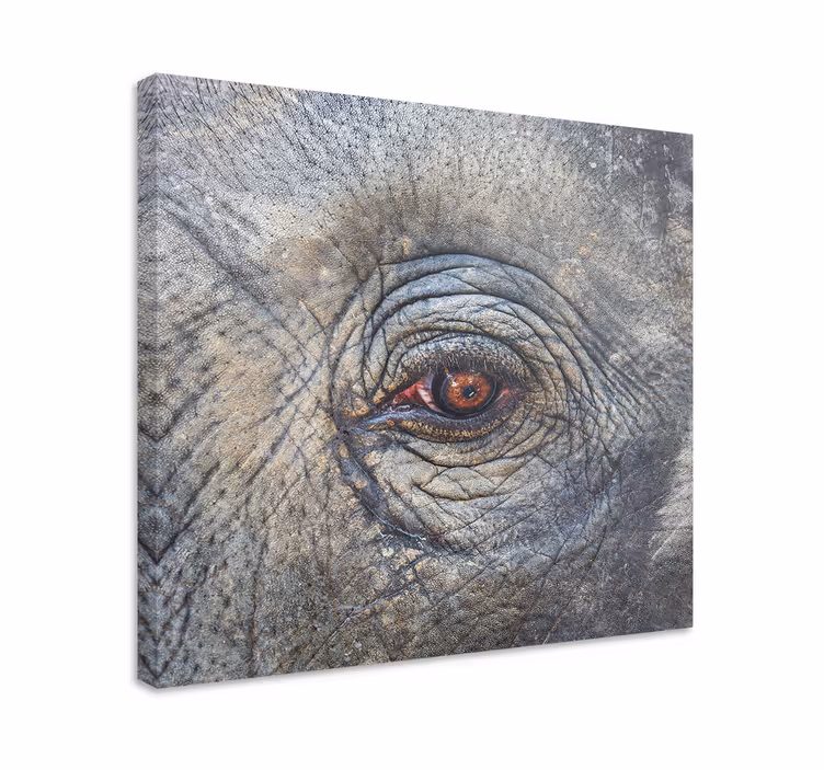 Tableau éléphants détail œil d'éléphant - TenStickers