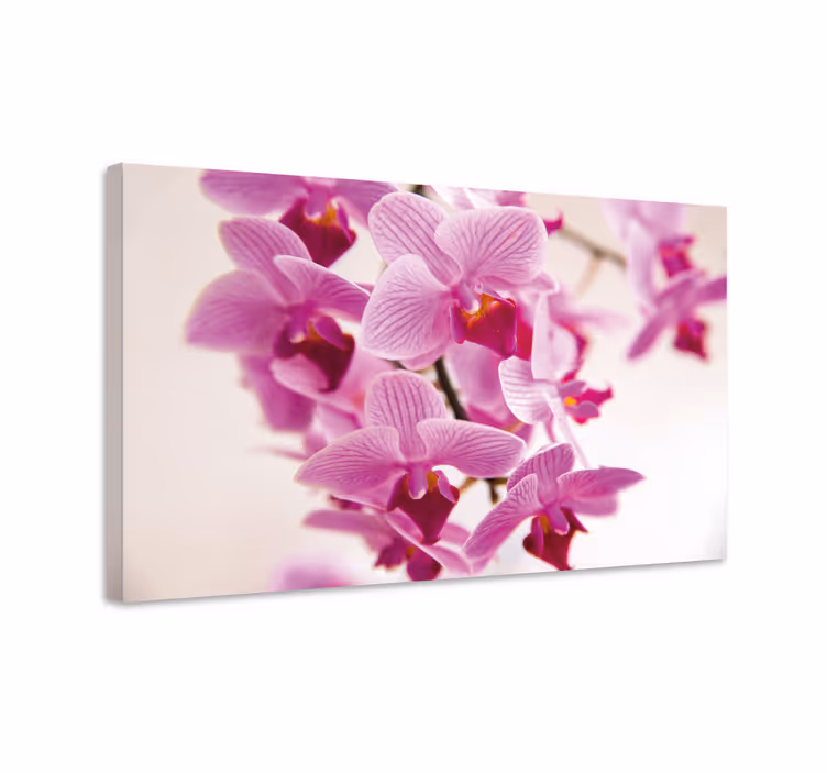 Tableau fleurs et plantes orchids délicates - TenStickers