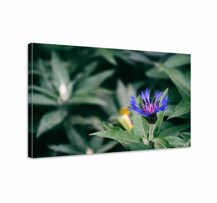 Tableau fleurs et plantes fleur délicate violette - TenStickers