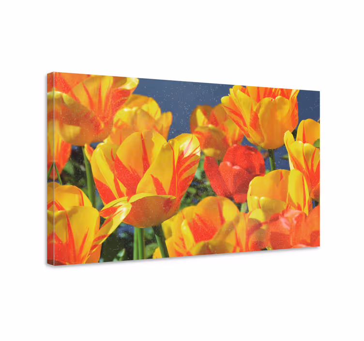 Tableau fleurs et plantes Éclosions de tulipes vives - TenStickers