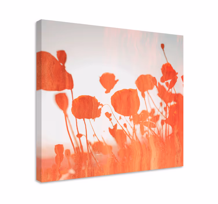 Tableau fleurs et plantes poppies en fleurs délicates - TenStickers