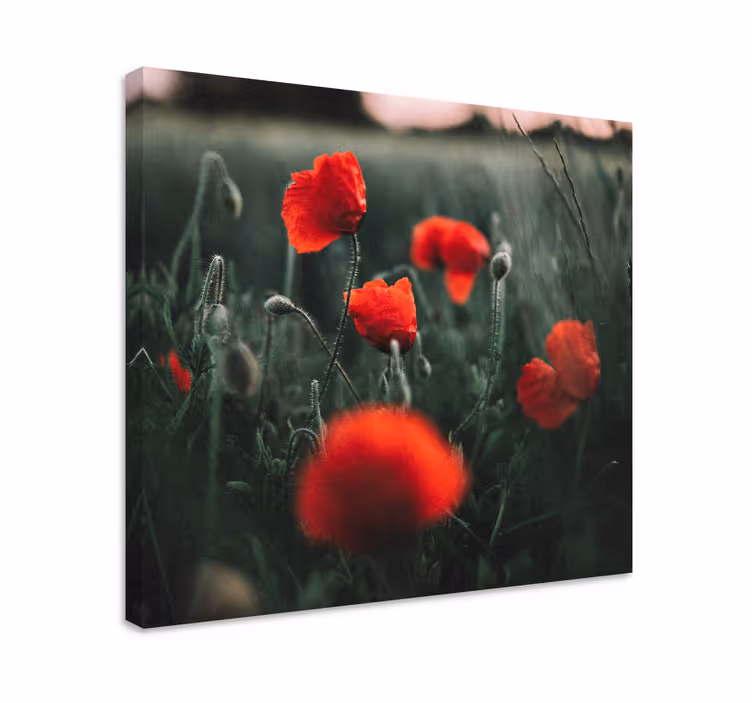 Tableau fleurs et plantes fleurs de coquelicot vives - TenStickers