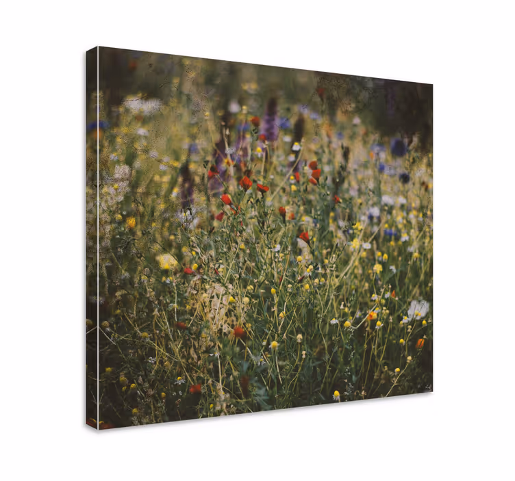 Tableau fleurs et plantes prairie sauvage - TenStickers